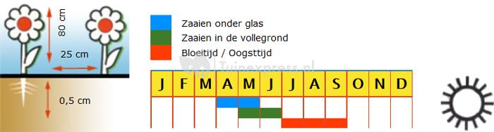 Dubbelbloemig gemengd bloemzaden - Korenbloem Mix