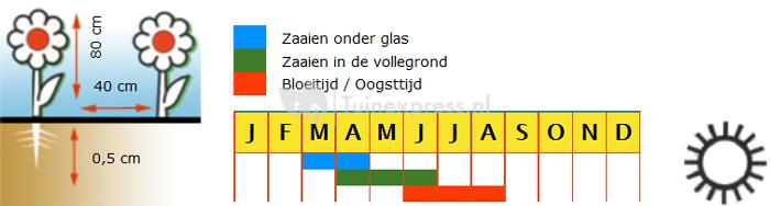 Gewone Margriet grootbloemig bloemzaden - Alaska