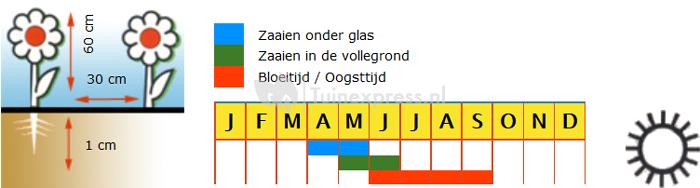 Goudsbloem hoge dubbele bloemzaden - Ball’s Orange