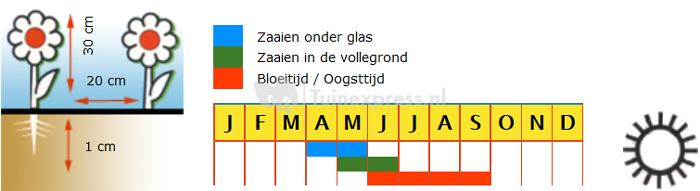 Goudsbloem lage dubbele bloemzaden - Orange Gitana