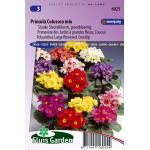 Grootbloemige slanke sleutelbloem bloemzaden – Primula colossea mix