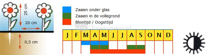 Grootbloemige Zwitserse reuzen viool bloemzaden – Viool Alpenmeer