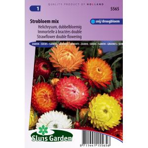 Helichrysum dubbelbloemig bloemzaden - Strobloem Mix