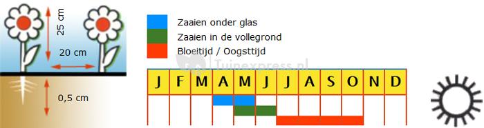 Lage dubbele Afrikaantjes bloemzaden – Bolero