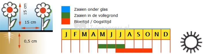 Muurzeepkruid bloemzaden – Zeepkruid