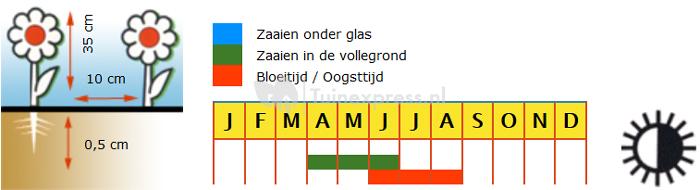 Nachtviolier bloemzaden – Scentsation mixed