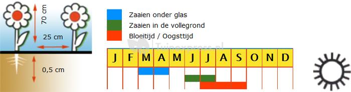 Pluimhanenkam hoog bloemzaden - Pampas Plumes Mix