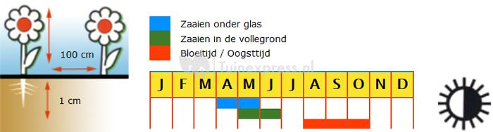 Sierpompoenen Doornenkronen bloemzaden – Shenot Mix