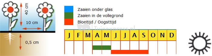 Uitbundig Slaapmutsje enkelbloemig bloemzaden - garden Mix