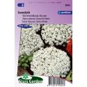 Wit Zeeschildzaad Alyssum bloemzaden - Snowcloth