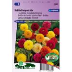 Zaaidahlia hoog dubbelbloemig bloemzaden - Dahlia Pompon Mix