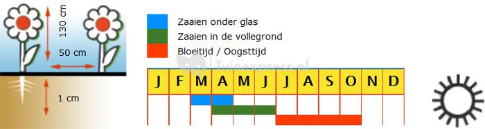 Zonnebloem enkelbloemig halfhoog bloemzaden - Prado Gold