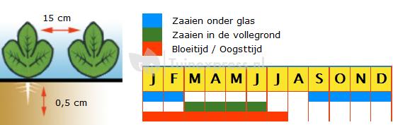 Raapstelen (groen) zaden