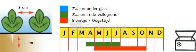 Snijbiet zaden - Groene Gewone