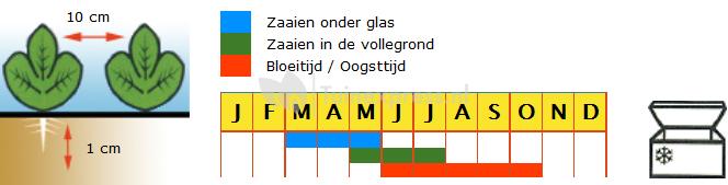 Stamslaboon (zachtgeel) zaden - Boterkoning