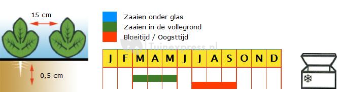 Zaaiui rood - Brunswijker