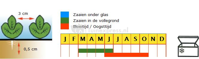 Wortel zaden - Amsterdamse Bak 2 Amfine