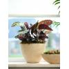 Planter Ryan Shiny Sand 33 cm ovale bloempot binnen ovaal